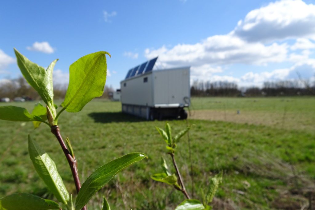 Agroforstfläche in Zinnitz