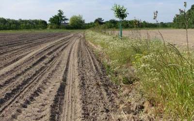 Abschlussveranstaltung AgroBaLa – Agroforstwirtschaft in der Lausitz: Neue Wege für die Landwirtschaft