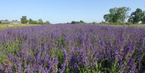 Wildblumenwiese in der Lausitz