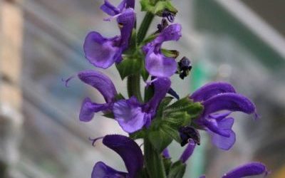 Heimische Wildpflanzen – Einladung zum Workshop