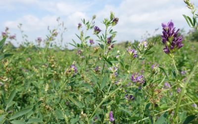 Innovations-Workshop Faserpflanzen: Anbau und Wertschöpfungspotenziale in der Lausitz