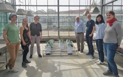 Mit Nachtkerzen die Lausitz zum Blühen bringen!