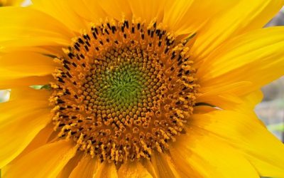 Sonnenblumen bringen BodenOrg voran