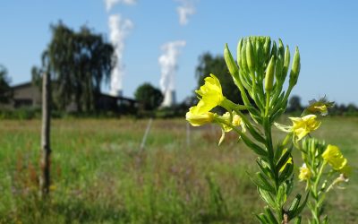 Wildpflanzen für nachhaltige Wertschöpfung in der Lausitz: Abschluss des InnoWild-Projekts